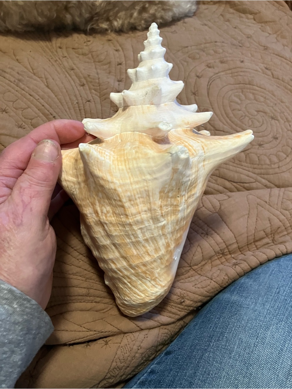 Large Queen Conch Shell - Picture 4 of 8